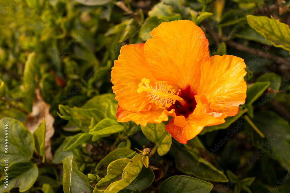 Closeup Yellow Orange Tropical Hibiscus Live Plant or Chinese Rose, Single Flower. Nursery Evergreen Tree. Floriculture, Landscape. Outdoor Shoeblack Plant, Hawaii Flower, Shoe Mallow Closeup Yellow Orange Tropical Hibiscus Live Plant or Chinese Rose, Single Flower. Nursery Evergreen Tree. Floriculture, Landscape. Outdoor Shoeblack Plant, Hawaii Flower, Shoe Mallow