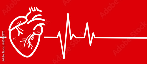 Heart, heart muscle with ekg line, cardiac health - red vector background, banner with free copy space