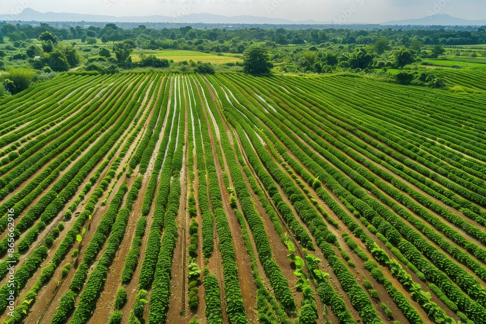 Aerial view of cassava plantation in Thailand Aerial view of cassava plantation in Thailand