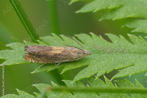 Detailed closeup on a small European tortricid moth of hte difficult to identify Dichrorampha species , in green vegetation photo