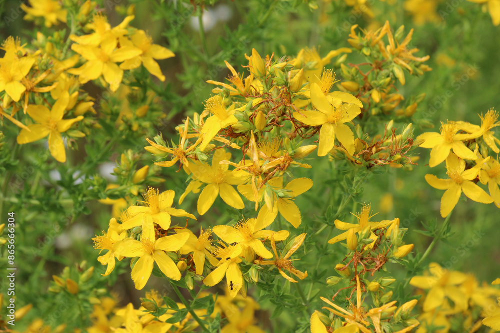In the wild bloom hypericum perforatum In the wild bloom hypericum perforatum