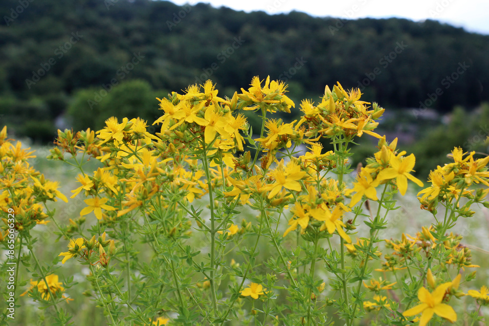 Obraz premium In the wild bloom hypericum perforatum