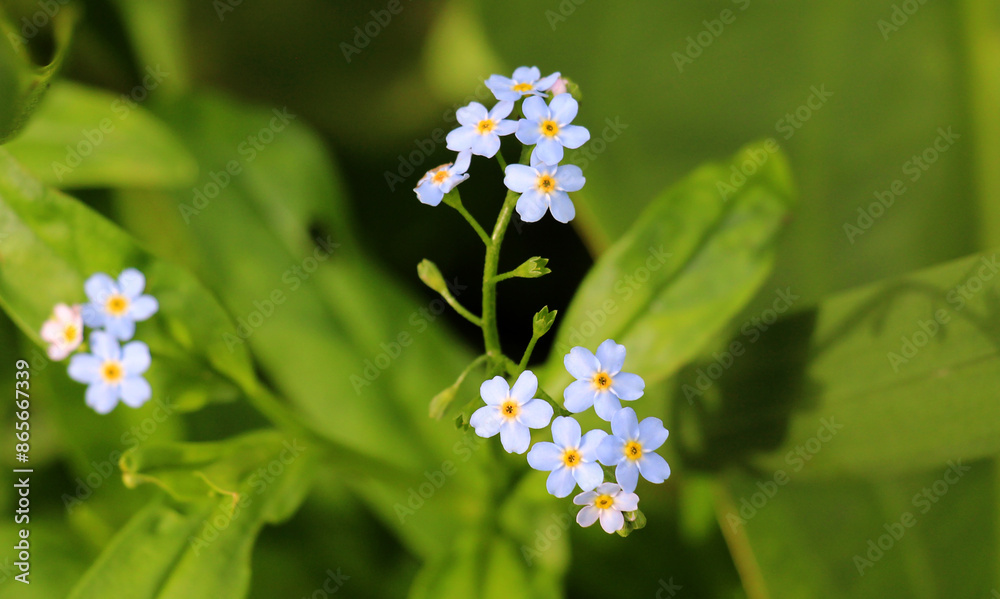 The forget-me-not swamp (Myosotis scorpioides) grows on the shore of the reservoir The forget-me-not swamp (Myosotis scorpioides) grows on the shore of the reservoir