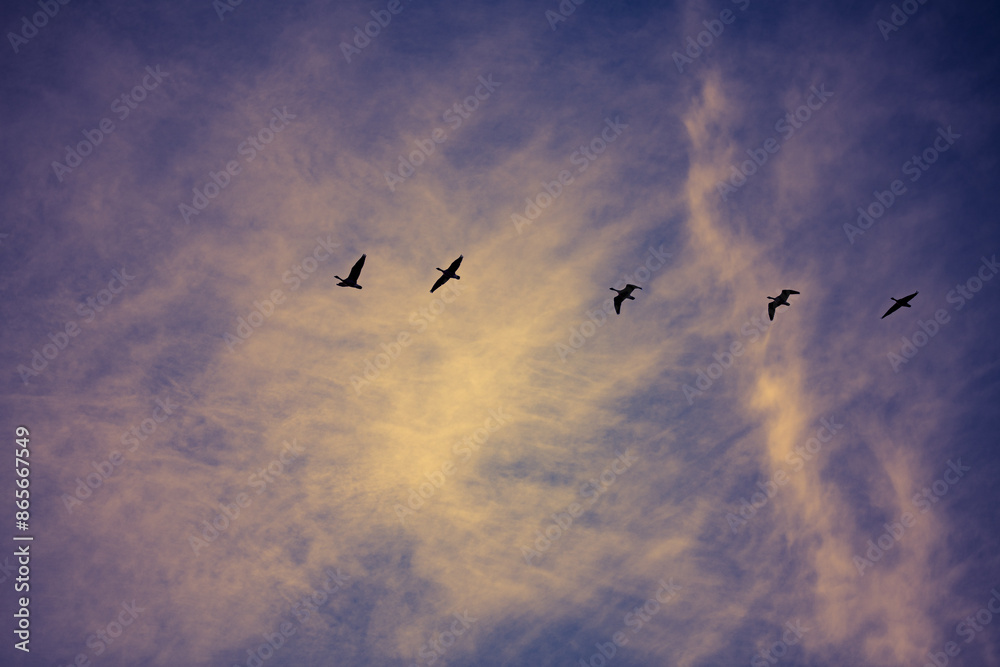 Obraz premium Geese