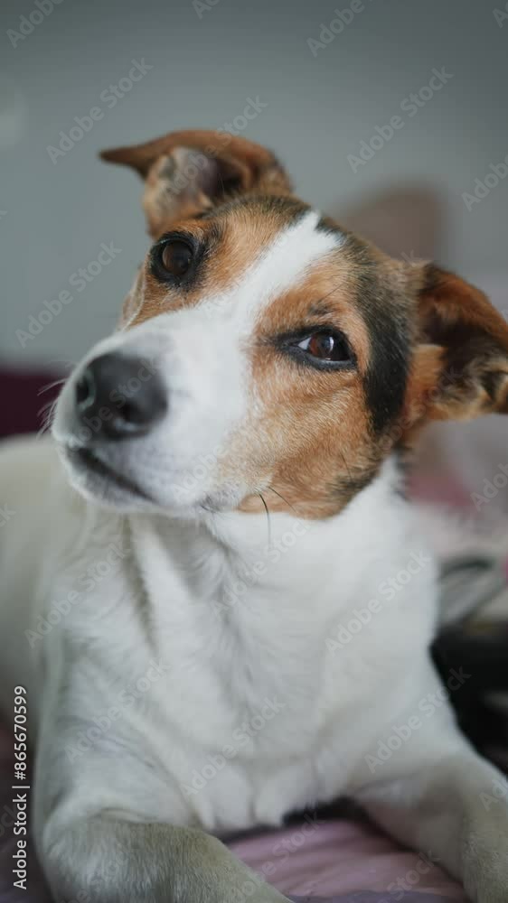 Closeup shot of charming Jack Russell Terrier dog, resting on bed with a friendly expression Closeup shot of charming Jack Russell Terrier dog, resting on bed with a friendly expression