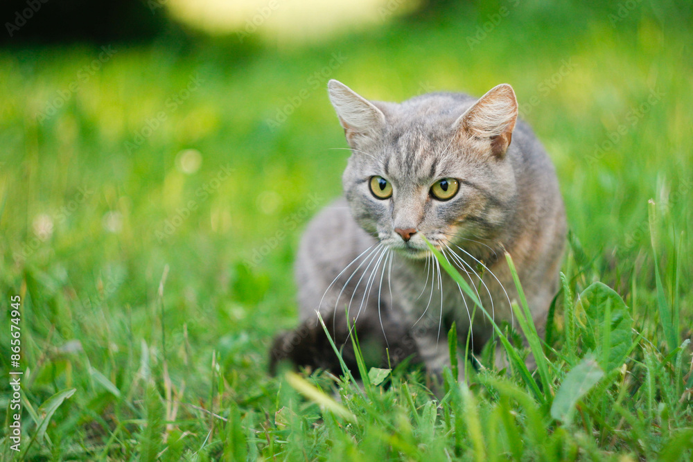 gray wild cat hunts in the field gray wild cat hunts in the field