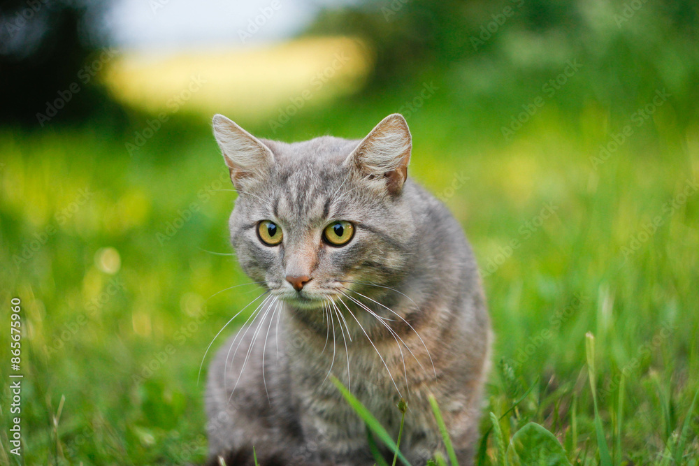 angry gray cat in the field angry gray cat in the field