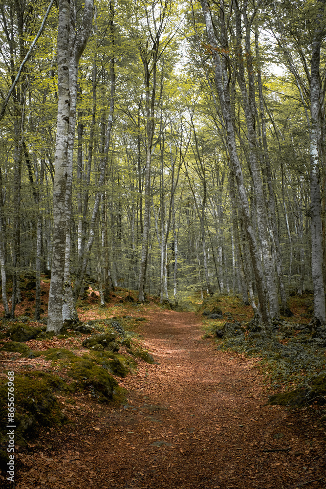 Fototapeta premium Green beech forest in a volcanic land beautiful wood landscape