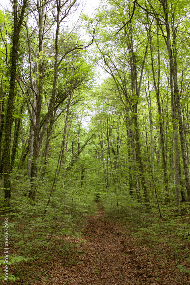 Obraz premium Green beech forest in a volcanic land beautiful wood landscape