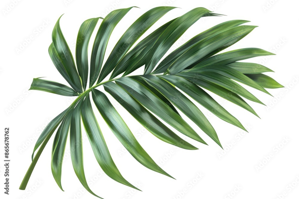 Fototapeta premium A detailed shot of a single green leaf against a plain white background