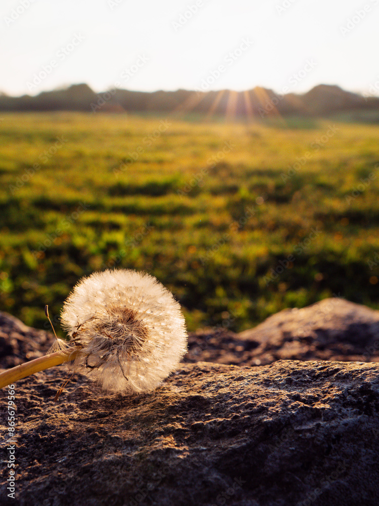 Obraz premium A dandelion is in the foreground, dark trees in the background. The sun is shining brightly on the dandelion, creating a warm and inviting morning glow light and atmosphere. Sunrise scene.