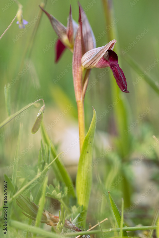 Fototapeta premium Serapia lingua. One of the orchids that we can find in the Iberian Peninsula throughout spring