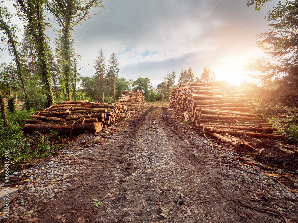 Pile of freshly cut wooden logs on a side of a muddy road in a forest. Forestry industry and business. Fire wood and construction material production. Ecology issue. Profit on natural resources. Pile of freshly cut wooden logs on a side of a muddy road in a forest. Forestry industry and business. Fire wood and construction material production. Ecology issue. Profit on natural resources.