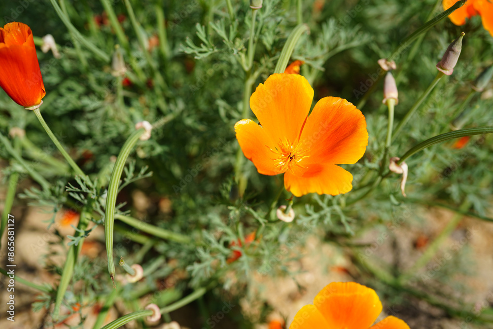 Kalifornischer Kappenmohn Kalifornischer Kappenmohn