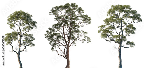 Set of Eucalyptus citriodora and amygdalina (black peppermint) frontal isolated png in sunny daylight on a transparent background perfectly cutout (spotted gum, lemon-scented iron gum)	 photo