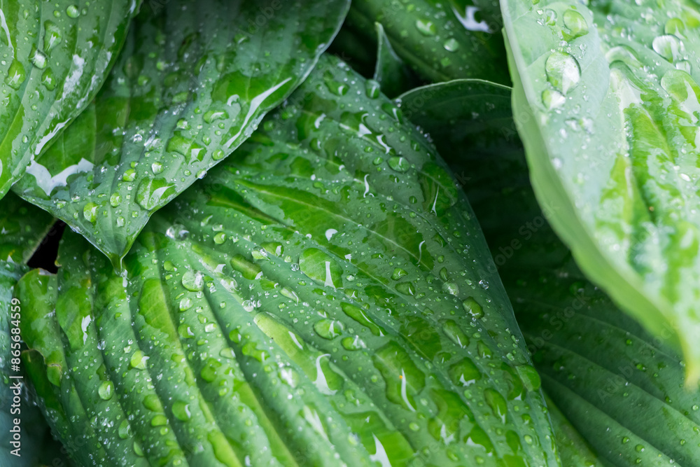 natural plant background. huge green hosta leaves with drops after rain close-up, exotic flowers natural plant background. huge green hosta leaves with drops after rain close-up, exotic flowers