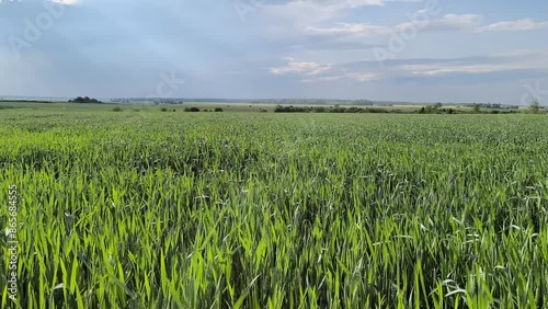 ield with green wheat in ripening period and sky with clouds above the field photo