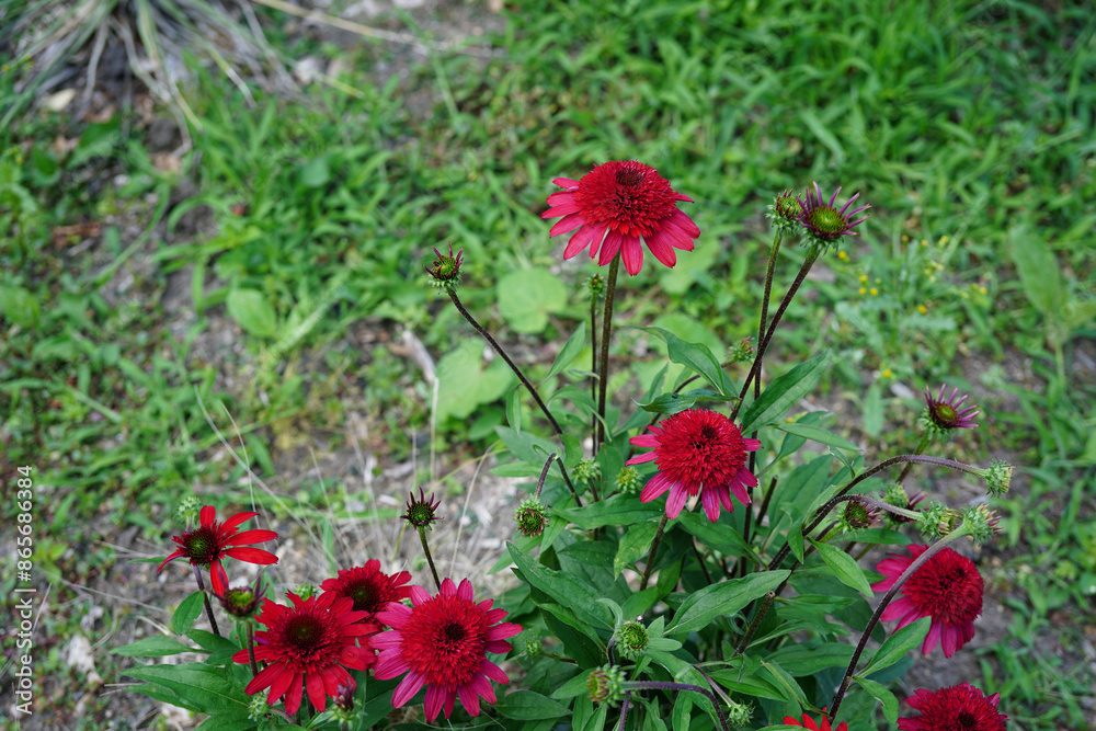 roter Sonnenhut - Echinacea Sunny Days Ruby im Garten roter Sonnenhut - Echinacea Sunny Days Ruby im Garten