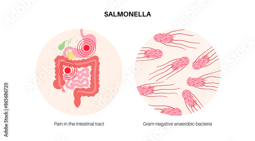 .Salmonella Typhimurium Cells