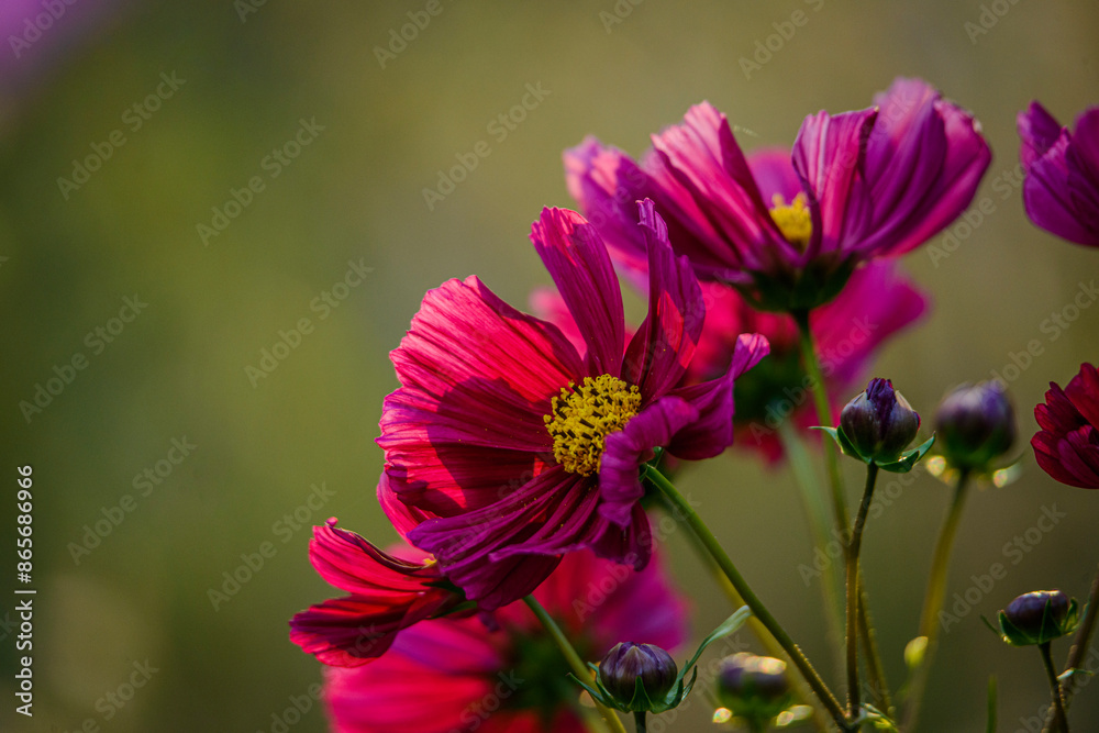 Obraz premium Pink flowers