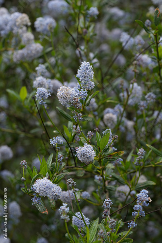 Closeup on the blueblossom or blue blossom Ceanothus thyrsiflorus evergreen shrub in Oregon, USA photo