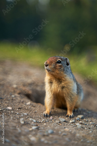 Prairie dogs in their native environment in the meadows in the mountains near their den.