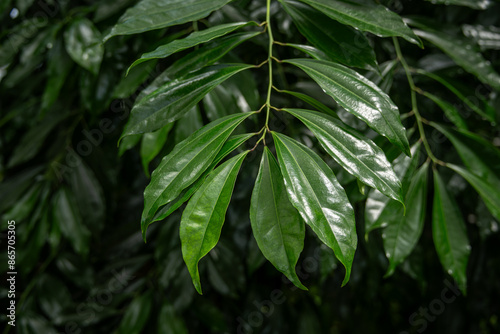 Bilde på lerret Cinnamon, Ceylon and shiny leaves on a twig.