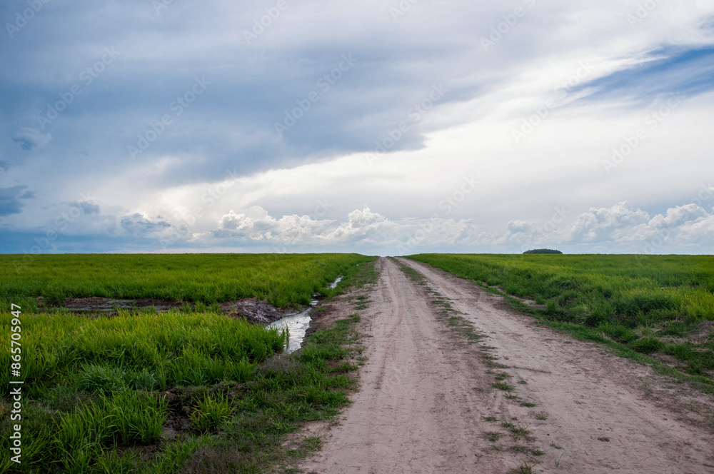 dirt road passing through the rice field with a storm brewing on the horizon dirt road passing through the rice field with a storm brewing on the horizon