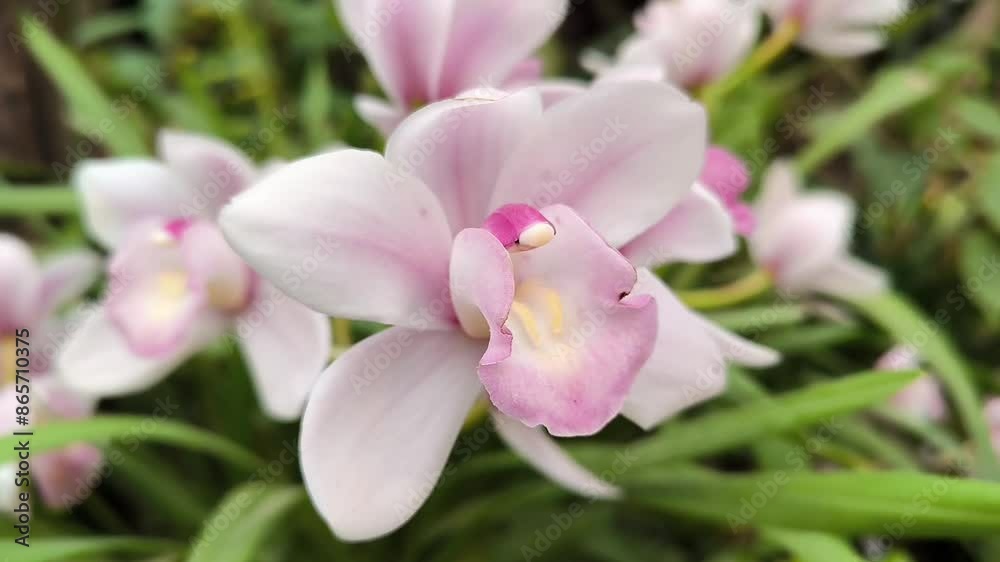 Phalaenopsis orchid flower bloom in spring decoration the beauty of nature, A rare wild orchid decorated in tropical garden 4K Phalaenopsis orchid flower bloom in spring decoration the beauty of nature, A rare wild orchid decorated in tropical garden 4K