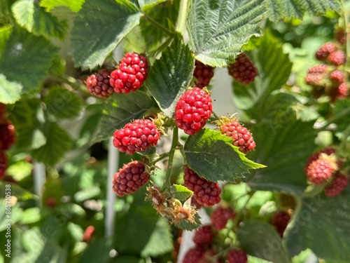 Blackberry Fruit Plant - medicine for blood and food for your body.