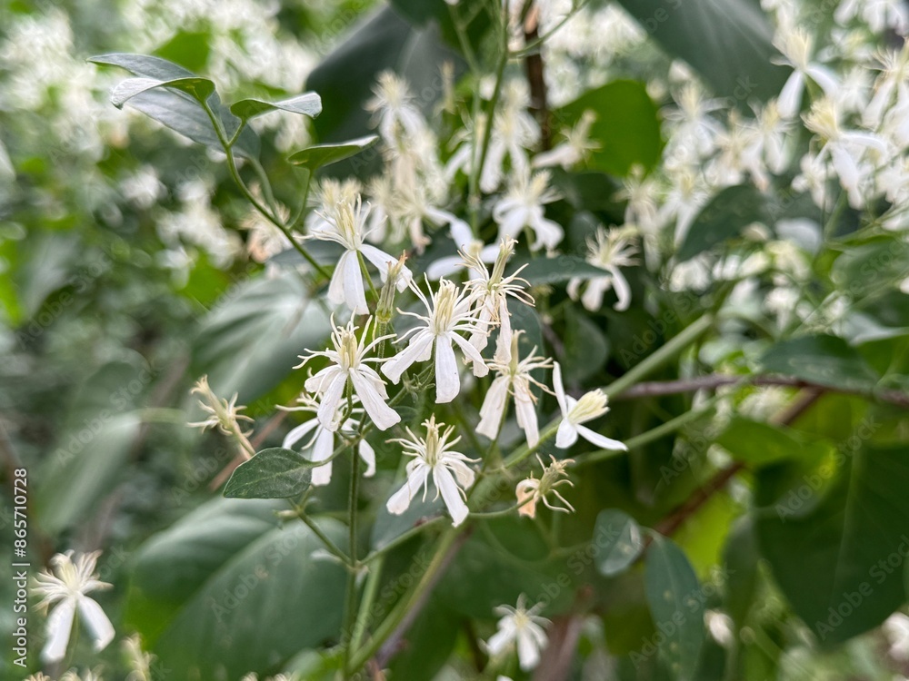 Clematis armandii also called as Armand clematis or perennial clematis. Clematis armandii also called as Armand clematis or perennial clematis.