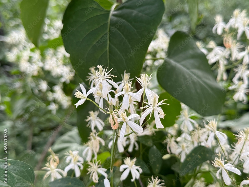 Obraz premium Clematis armandii also called as Armand clematis or perennial clematis.