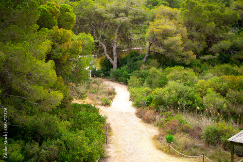 road in the forest