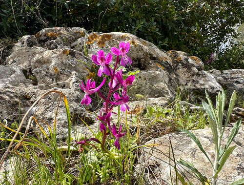 Spring bloom of a wild orchid (lat.- Orchis anatolica) photo