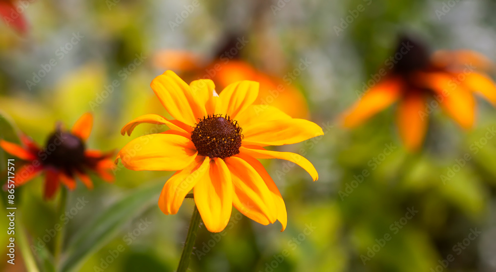 Rudbeckia hirta, Black-eyed Susan, or African daisy flowers. Rudbeckia hirta, Black-eyed Susan, or African daisy flowers.