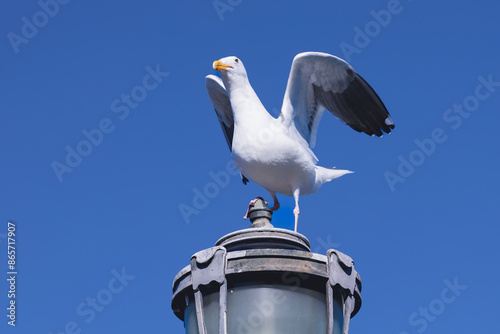 Birds at San Francisco Pier.
 San Francisco's piers attract a variety of bird species, with seagulls, pelicans, and cormorants being common sights. photo