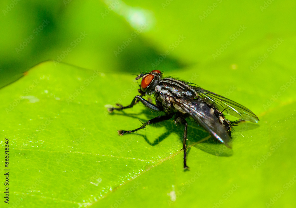 (Sarcophaga carnaria), large gray meat fly on a green leaf (Sarcophaga carnaria), large gray meat fly on a green leaf