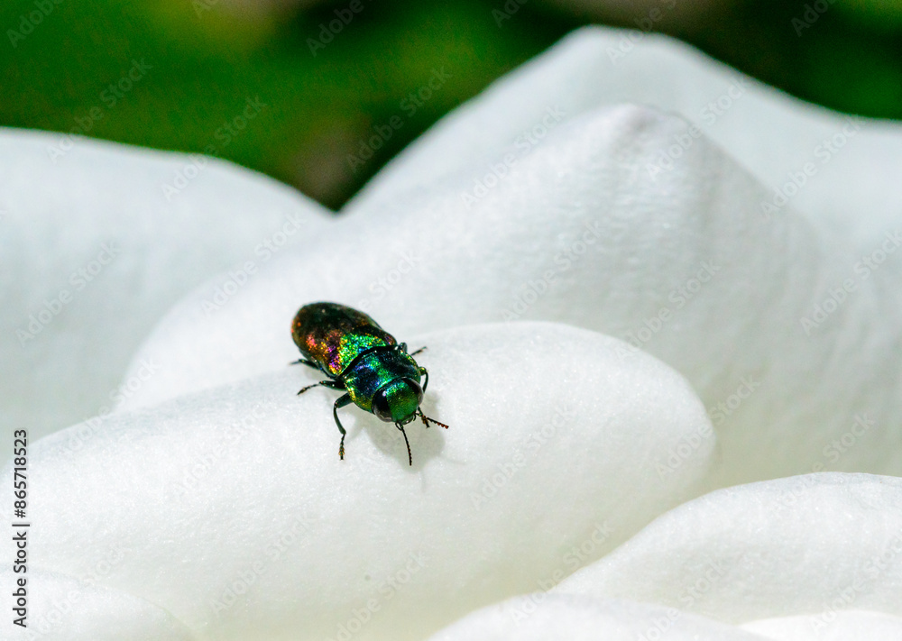 Anthaxia bicolor - A brilliant two-tone beetle on white rose flowers Anthaxia bicolor - A brilliant two-tone beetle on white rose flowers