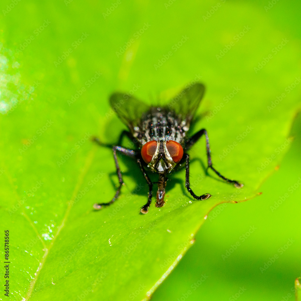 (Sarcophaga carnaria), large gray meat fly on a green leaf (Sarcophaga carnaria), large gray meat fly on a green leaf