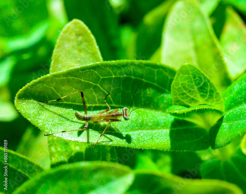 Young little mantis Hierodula transcaucasica - an invasive species photo