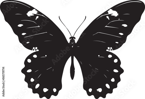 butterfly on a white background