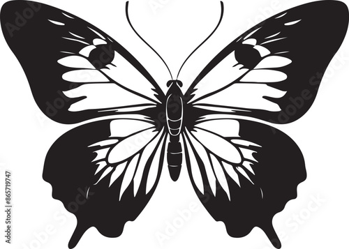 butterfly on a white background