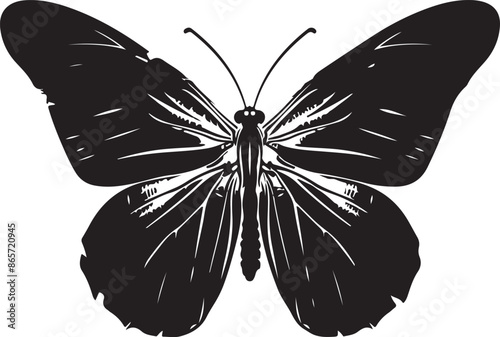 butterfly on a white background