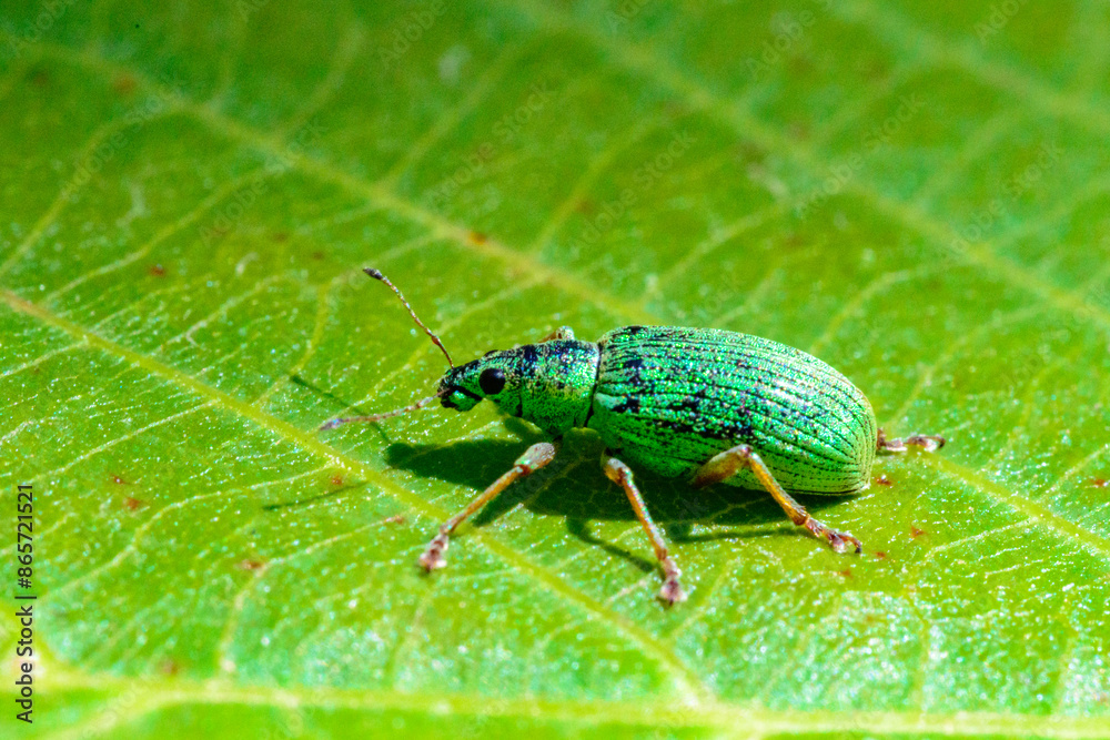 Polydrusus formosus - green shiny beetle weevil on a green leaf Polydrusus formosus - green shiny beetle weevil on a green leaf