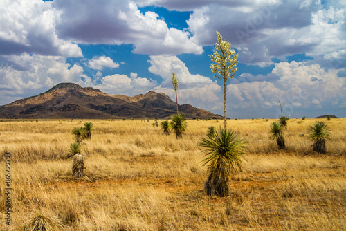Fototapeta Naklejka Na Ścianę i Meble -  Blossoms on the yucca plants across the grasslands in southern Arizona.