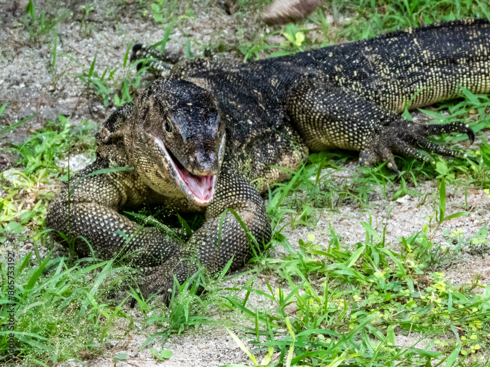 Fototapeta premium Asian Water Monitor in Borneo, Malaysia