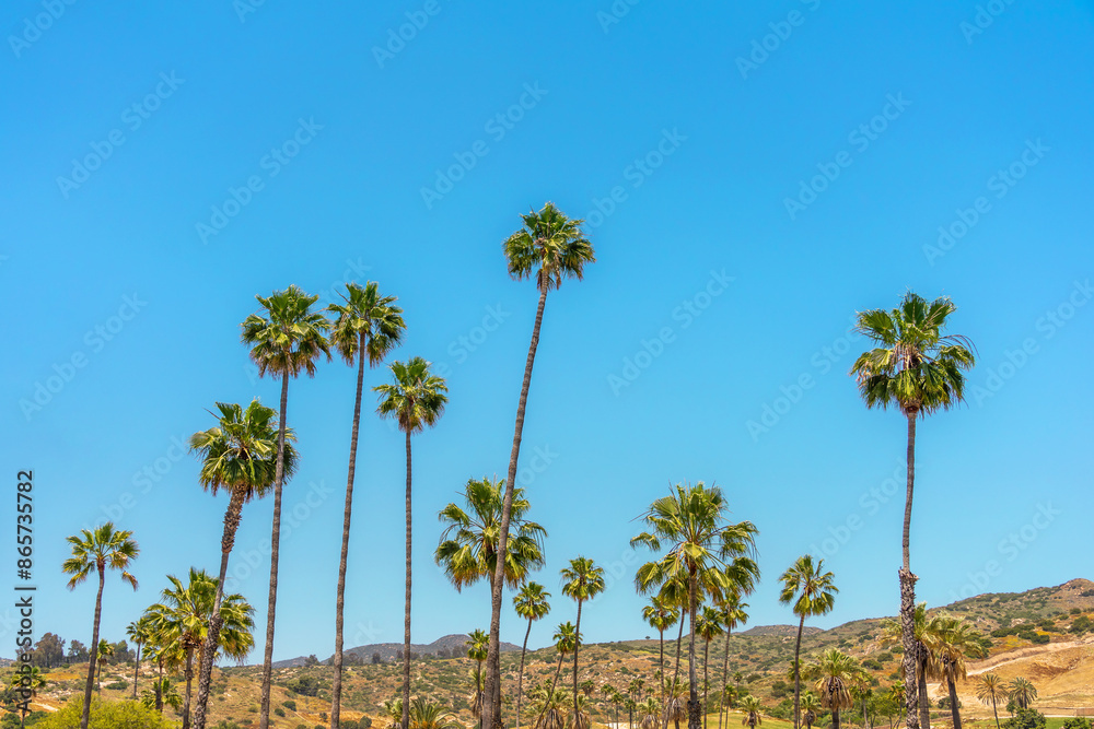 Palm trees with hills and clear blue sky in the background Palm trees with hills and clear blue sky in the background