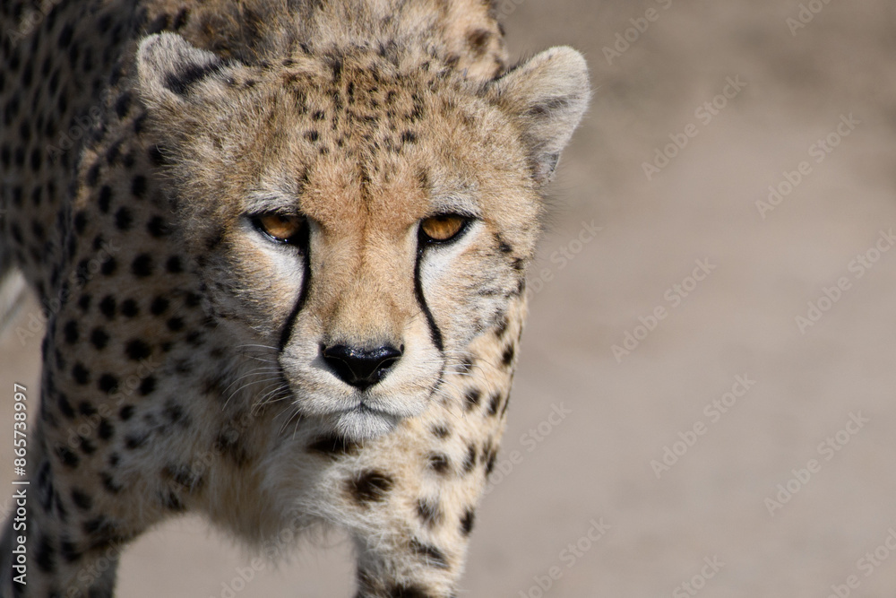 portrait of cheetah