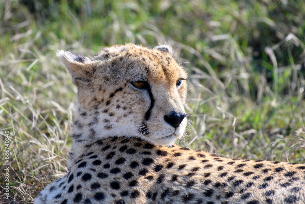 cheetah in serengeti national park cheetah in serengeti national park