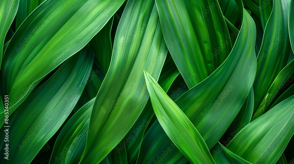 Closeup leaf texture. Closeup leaf texture.